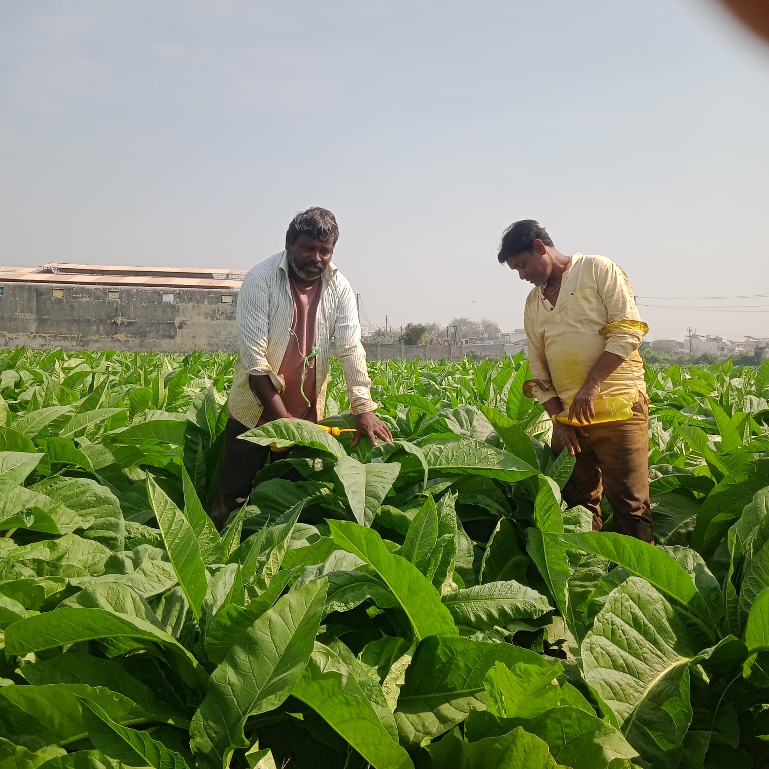 TAMAKU DAP RESULT ZAROLA ANAND