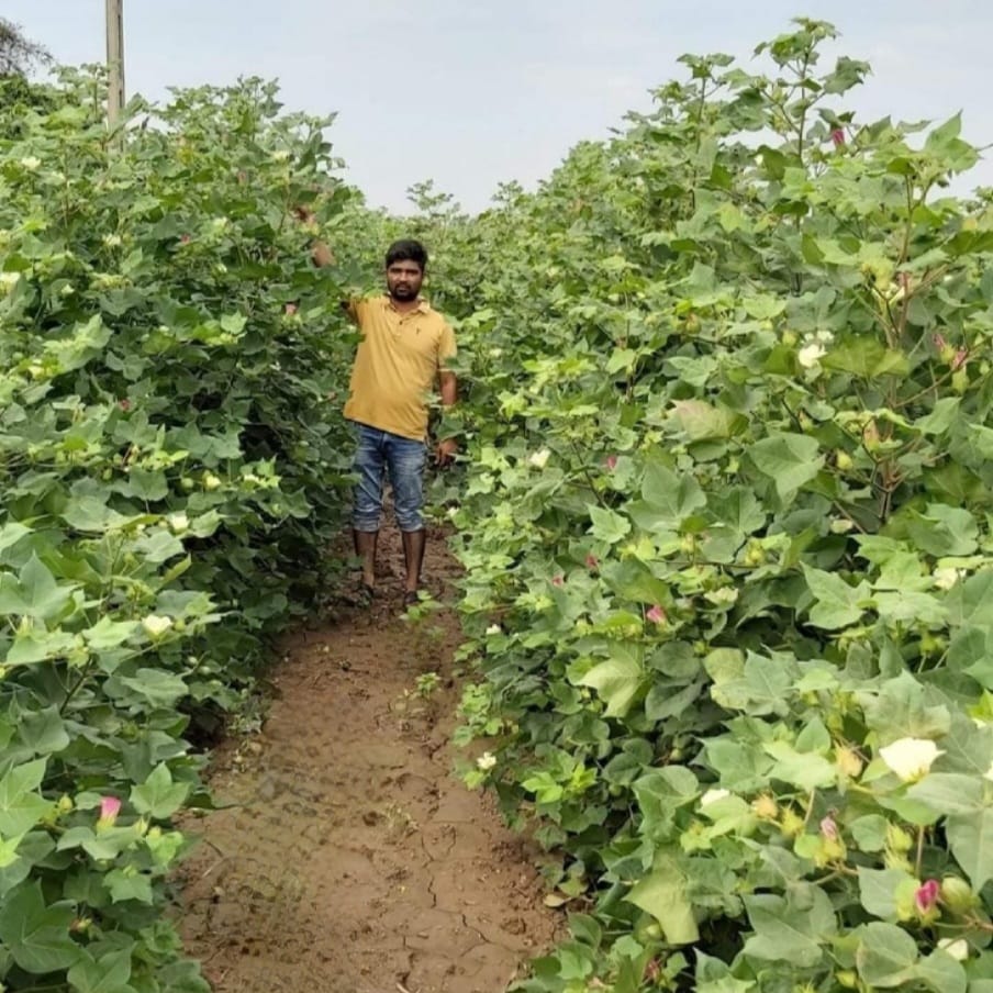 AMOD KAPAS BIO NPK RESULT