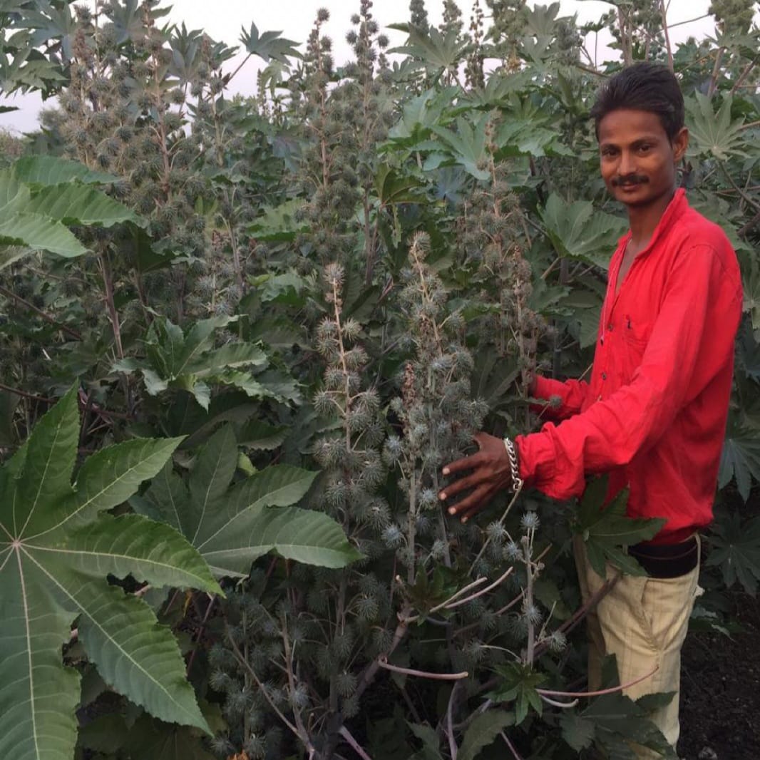 DIVELA URAD BIO NPK RESULT